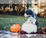 Small Photo #2 Great Dane Puppy For Sale in HORTON, MI, USA