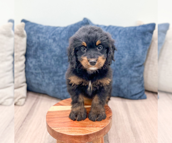 Medium Photo #1 Bernedoodle (Miniature) Puppy For Sale in DUNDEE, OH, USA
