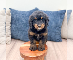 Bernedoodle (Miniature) Puppy for sale in DUNDEE, OH, USA