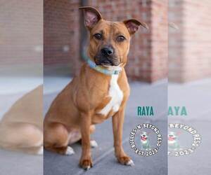 Raya - Female Boxer-Unknown Mix Dog for Adoption - Photo #7