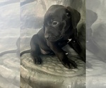 Small Photo #9 American Bandogge mastiff Puppy For Sale in FORT GARLAND, CO, USA