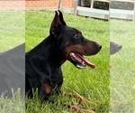 Small Photo #13 Doberman Pinscher Puppy For Sale in NEWTON, NC, USA
