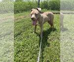 Small #1 Mutt