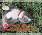 Image preview for Ad Listing. Nickname: Red Male
