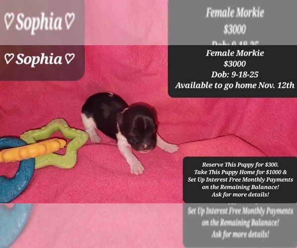 Medium Photo #1 Morkie Puppy For Sale in TUCSON, AZ, USA