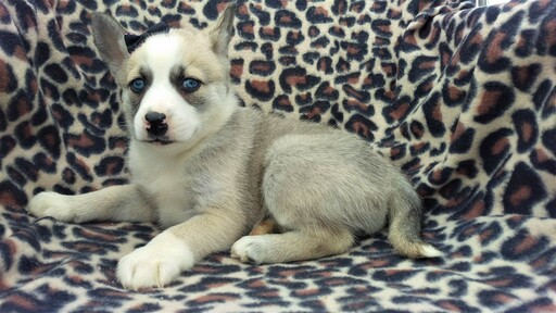 Medium Photo #5 Pomsky Puppy For Sale in LANCASTER, PA, USA