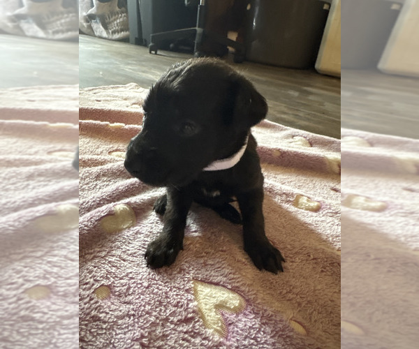 Medium Photo #14 Dutch Shepherd -Golden Retriever Mix Puppy For Sale in LAS VEGAS, NV, USA