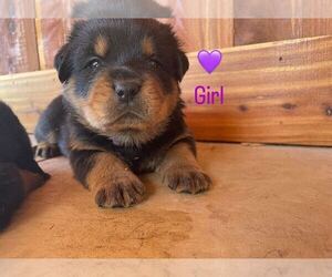Rottweiler Puppy for sale in VAN BUREN, AR, USA