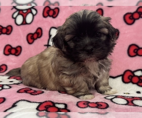 Medium Photo #2 Shih Tzu Puppy For Sale in YAKIMA, WA, USA