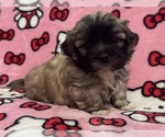 Small #1 Shih Tzu