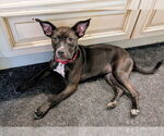 Small #3 American Pit Bull Terrier Mix