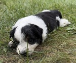 Puppy Female 1 Texas Heeler