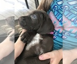 Small Photo #18 German Shorthaired Pointer Puppy For Sale in SUMMERSVILLE, WV, USA