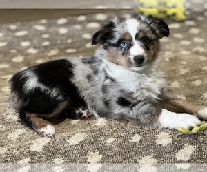 Miniature Australian Shepherd Puppy for sale in MC LEAN, IL, USA