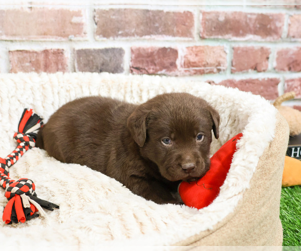 Medium Photo #2 Labrador Retriever Puppy For Sale in SYRACUSE, IN, USA