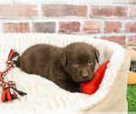 Small #1 Labrador Retriever
