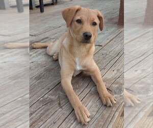 Miniature Pinscher-Unknown Mix Dogs for adoption in House Springs, MO, USA