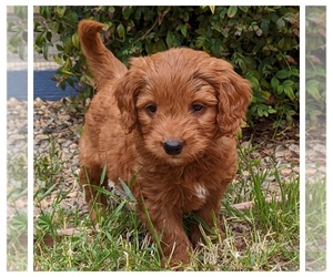 Goldendoodle (Miniature) Puppy for sale in PLACERVILLE, CA, USA