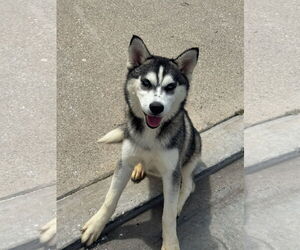 Alusky Dogs for adoption in Newport Beach, CA, USA