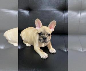 French Bulldog Puppy for sale in ORLANDO, FL, USA