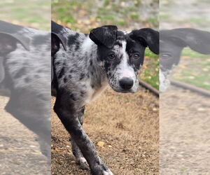 Catahoula Leopard Dog-Unknown Mix Dogs for adoption in Boston, MA, USA