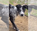 Small Catahoula Leopard Dog Mix