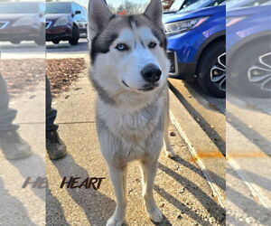 Siberian Husky Dogs for adoption in Severn, MD, USA