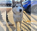Small Siberian Husky