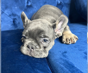 French Bulldog Puppy for sale in CHARLOTTE, NC, USA