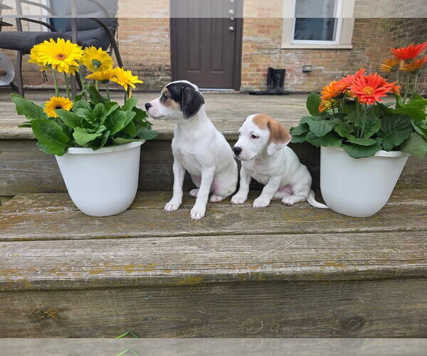 Medium Photo #6 Basset Hound-Unknown Mix Puppy For Sale in New London, WI, USA
