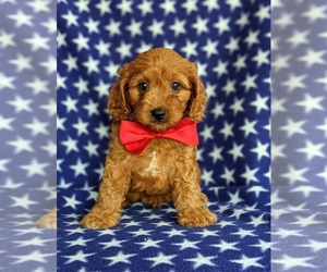 Cavapoo Puppy for sale in QUARRYVILLE, PA, USA