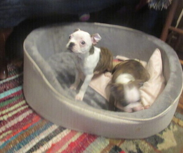 Medium Photo #9 Boston Terrier Puppy For Sale in BLACK HORSE, OH, USA