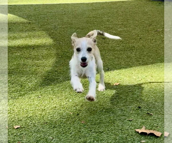 Medium Photo #3 Mutt Puppy For Sale in Canton, CT, USA