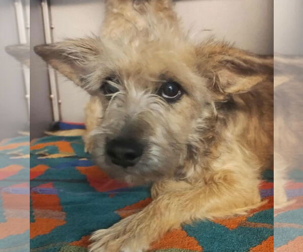 Medium Photo #1 Mutt Puppy For Sale in Grafton, WI, USA