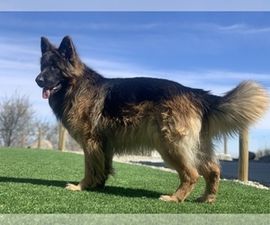 Father of the German Shepherd Dog puppies born on 12/27/2024