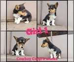 Puppy 2 Cowboy Corgi