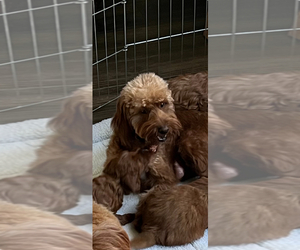 Mother of the Goldendoodle (Miniature) puppies born on 12/01/2023