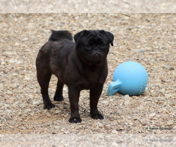 Medium Photo #1 Pug Puppy For Sale in WINNSBORO, TX, USA