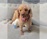 Small Photo #14 Poodle (Miniature) Puppy For Sale in Staten Island, NY, USA