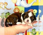 Small Photo #2 Shih Tzu Puppy For Sale in WINNSBORO, LA, USA