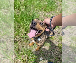 Ranger *Adopt* - Male Mutt Dog for Adoption - Photo #3