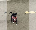 Small #4 Italian Greyhuahua