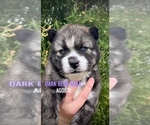 Puppy 4 Siberian Husky