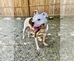 Small #11 Bullboxer Pit
