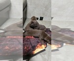 Small #2 Labrador Retriever