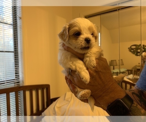 Medium Photo #5 ShihPoo Puppy For Sale in WETUMPKA, AL, USA