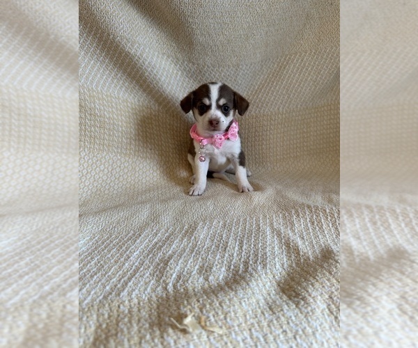 Medium Photo #5 Chihuahua Puppy For Sale in JACKSON, GA, USA
