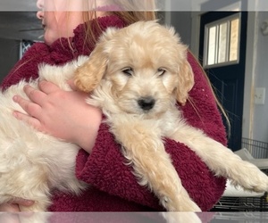 Goldendoodle (Miniature) Puppy for Sale in RICHFIELD, Utah USA