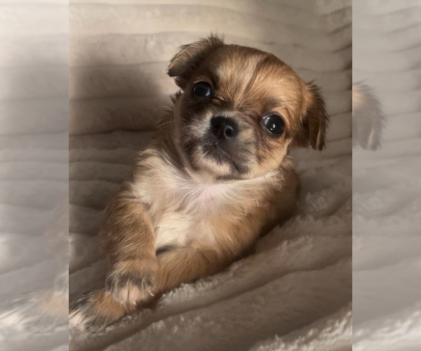 Medium Photo #16 Chihuahua Puppy For Sale in ADAMSVILLE, TN, USA