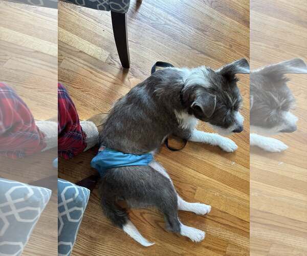 Medium Photo #5 Mutt Puppy For Sale in Woodbury, NY, USA